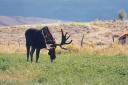 Shruis Moose-Fort Bridger-Wyoming
