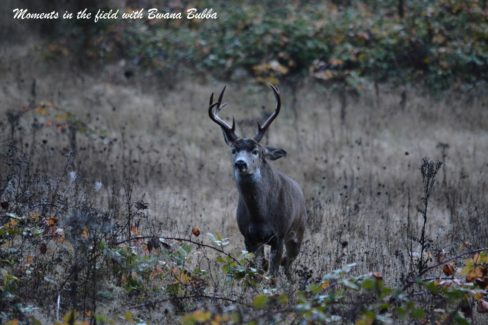 This is one of the bucks in the above photo. Just that this photo was take in October. Both bucks of the other picture just happen to be in battle...