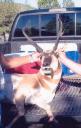 bears-lopes-elk-006.jpg