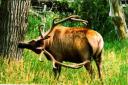 deno-bow-bull-big-muddy.jpg