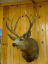 johnson-creek-mulie-000.jpg