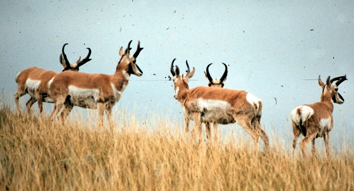 Hunt Oregon for Pronghorn Antelope Sleeper State Bwana Bubba