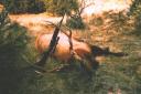 deolson-big-muddy-bull.jpg