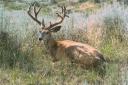 august-mulie-buck-int.jpg