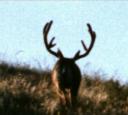 demuddybuck001.jpg