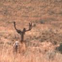 demuddybuck051.JPG