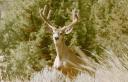 fd-buck-004-8-yards-int.jpg
