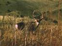 steens-diamond-002.jpg