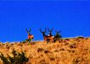tower-bucks.jpg