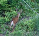 oregon-blacktail-booner-size-09.jpg