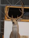 190-net-p-y-oregon-buck.jpg