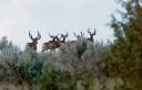 arrow-rest-bucks-004int.jpg