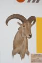 biggs-aoudad-oregon-open-range.jpg