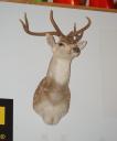 biggs-hawaii-archery.jpg