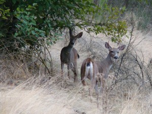 Lives on Hwy 213 and lost his battle in 2010 - Taken Nov-2008