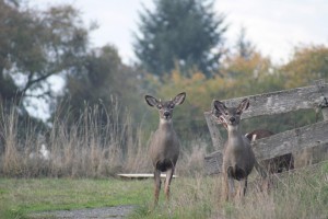Late season survivor