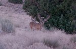 This is about hunting and trying to find a big buck sometimes