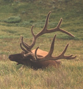 deElkNF001