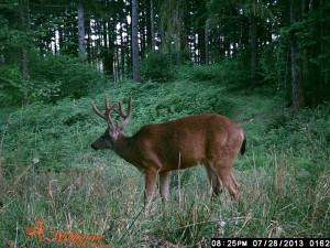 This is a picture of the Odd 3 X 3 in the velvet.  He would be arrowed within 5 yards of this spot!