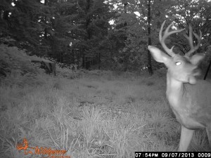 This was taken on 09-07-13 on the cam in the draw.    He only came around 3 times in 6 months!