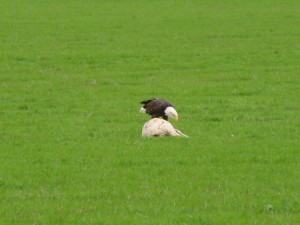 Bald Eagle 01 int