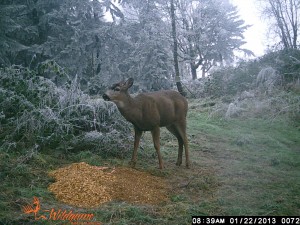 This was in January and in this case it was about seeing what the carryover was with the Blacktail Bucks in the area.
