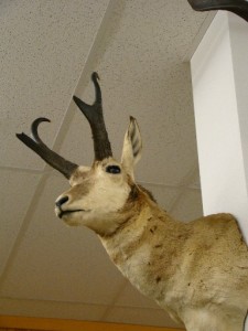 This archery buck scored 78" 13 1/2" with 6 1/2" Prongs.