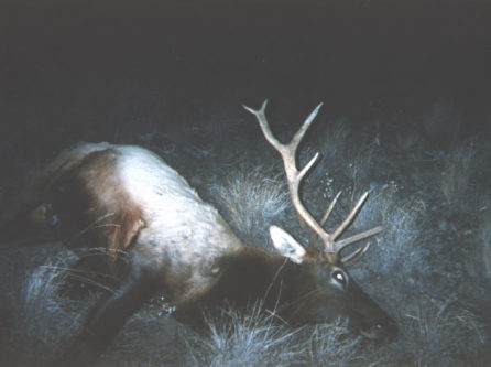 Oregon Elk (7)