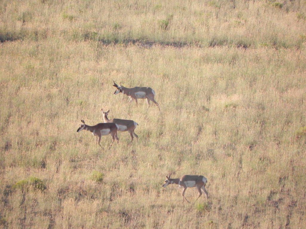 2011 South Wagontire Antelope Hunt Mike-Cristine & DAK | Bwana Bubba ...